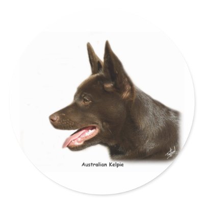 Australian Kelpie 9P24D-134 Sticker by TraffordPhotos