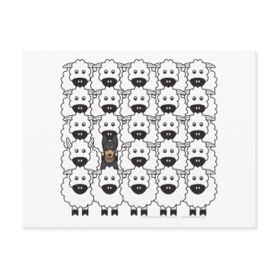 Australian Kelpie in the Sheep Post Card by khocker