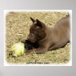 Australian Kelpie pup 9P022D-010 Posters