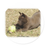 Australian Kelpie pup 9P022D-010 Sticker