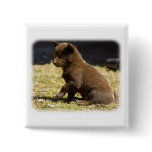 Australian Kelpie puppy 9P022D-063 Pinback Button