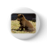 Australian Kelpie puppy 9P022D-063 Pins