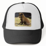 Australian Kelpie puppy 9P022D-063 Trucker Hat