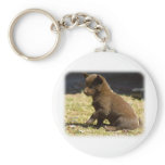 Australian Kelpie puppy 9P022D-063 Key Chain