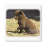 Australian Kelpie puppy 9P022D-063 Magnets