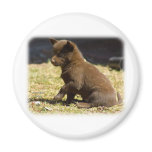 Australian Kelpie puppy 9P022D-063 Refrigerator Magnets