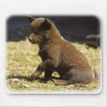 Australian Kelpie puppy 9P022D-063 Mouse Mat