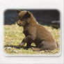 Australian Kelpie puppy 9P022D-063 Mouse Mat