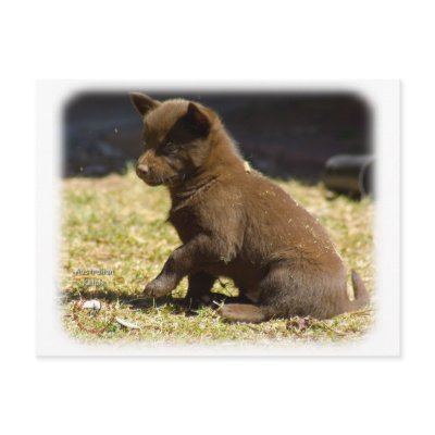 Australian Kelpie puppy 9P022D-063 Post Cards by TraffordPhotos