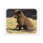 Australian Kelpie puppy 9P022D-063 postcards