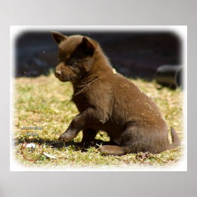 Australian Kelpie puppy 9P022D-063 Poster by TraffordPhotos