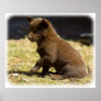 Australian Kelpie puppy 9P022D-063 Poster