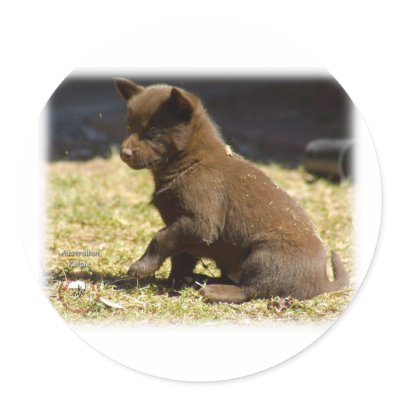 Australian Kelpie puppy 9P022D-063 Round Sticker by TraffordPhotos