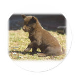 Australian Kelpie puppy 9P022D-063 stickers