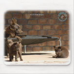 Australian Kelpie with pups 9P022D-046 Mouse Mats