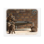 Australian Kelpie with pups 9P022D-046 Post Card