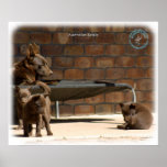 Australian Kelpie with pups 9P022D-046 Poster