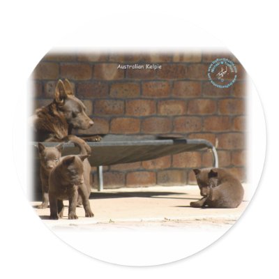 Australian Kelpie with pups 9P022D-046 Round Stickers by TraffordPhotos