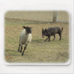 Australian Kelpie with sheep 9P21D-331 Mouse Pad
