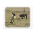 Australian Kelpie with sheep 9P21D-331 Postcards