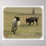 Australian Kelpie with sheep 9P21D-331 posters