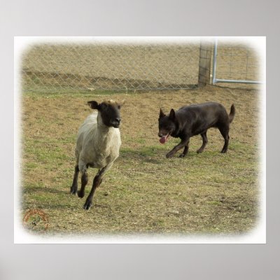Australian Kelpie with sheep 9P21D-331 Poster by TraffordPhotos