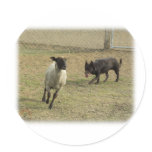 Australian Kelpie with sheep 9P21D-331 Round Sticker