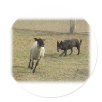 Australian Kelpie with sheep 9P21D-331 Round Sticker