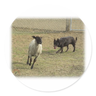 Australian Kelpie with sheep 9P21D-331 Round Sticker by TraffordPhotos