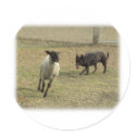 Australian Kelpie with sheep 9P21D-331 stickers