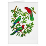 Australian King Parrots Cards