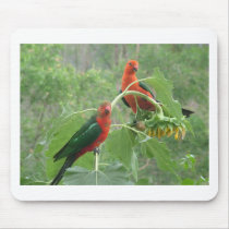 Australian King Parrots Mouse Pad