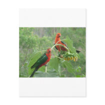 Australian King Parrots Post Cards