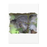 Australian Koala Postcard