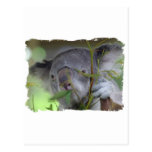Australian Koala Postcard