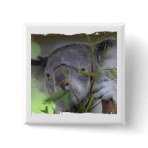 Australian Koala Square Pin