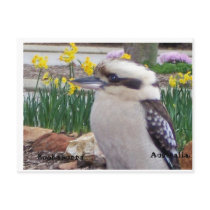 Australian Kookaburra Postcard