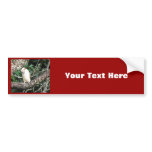 Australian Kookaburra Waiting For Food bumper stickers