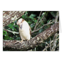 Australian Kookaburra Waiting For Food