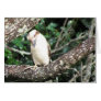 Australian Kookaburra Waiting For Food