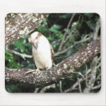 Australian Kookaburra Waiting For Food