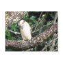 Australian Kookaburra Waiting For Food