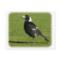 Australian Magpie 9P018D-039 Postcards
