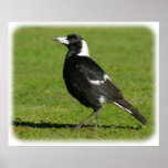 Australian Magpie 9P018D-039 posters