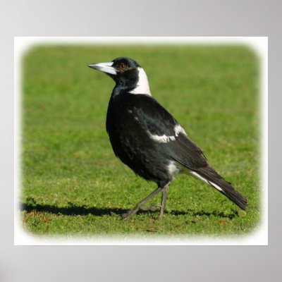 Australian Magpie 9P018D-039 Print by TraffordPhotos