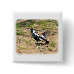 Australian Magpie being mobbed by Willie Wagtail 9 buttons