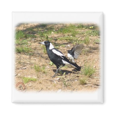 Australian Magpie being mobbed by Willie Wagtail 9 Refrigerator Magnet by TraffordPhotos