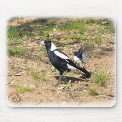 Australian Magpie being mobbed by Willie Wagtail 9 Mouse Mat by TraffordPhotos