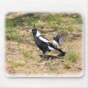 Australian Magpie being mobbed by Willie Wagtail 9 mousepads