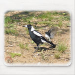 Australian Magpie being mobbed by Willie Wagtail 9 mousepads